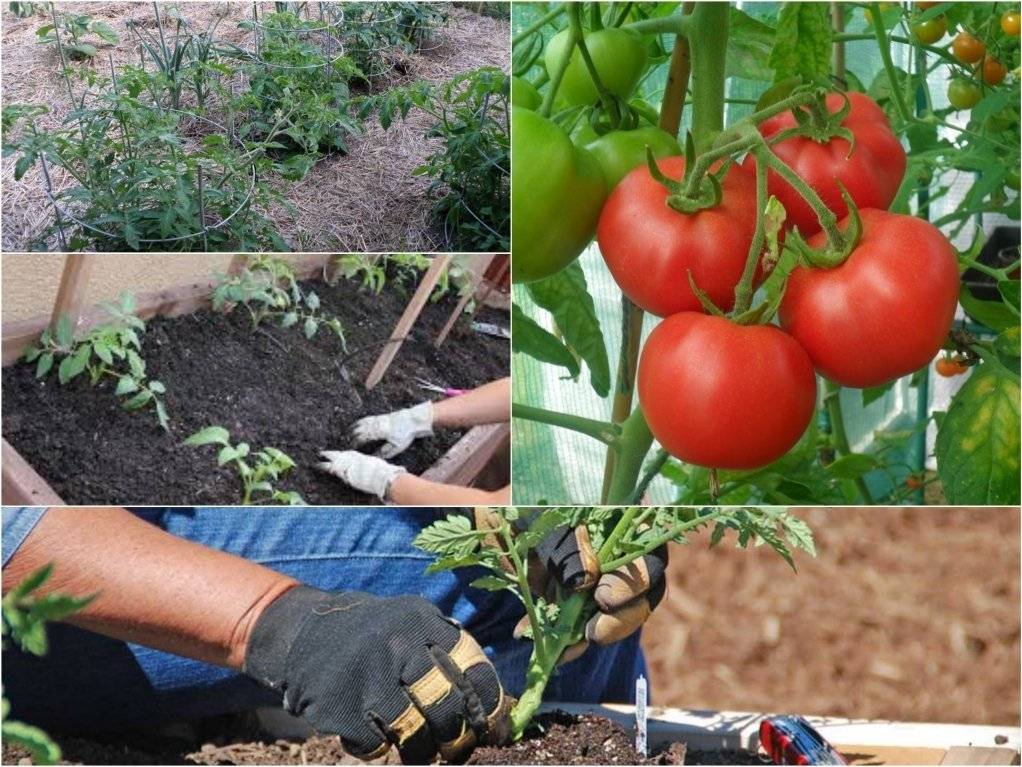 Как вырастить томаты в подмосковье: лучшие сорта и особенности агротехники