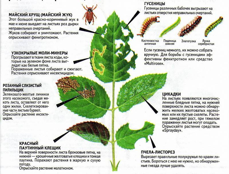 Болезни физалиса: симптомы и причины, насекомые-вредители, лечение и профилактика
