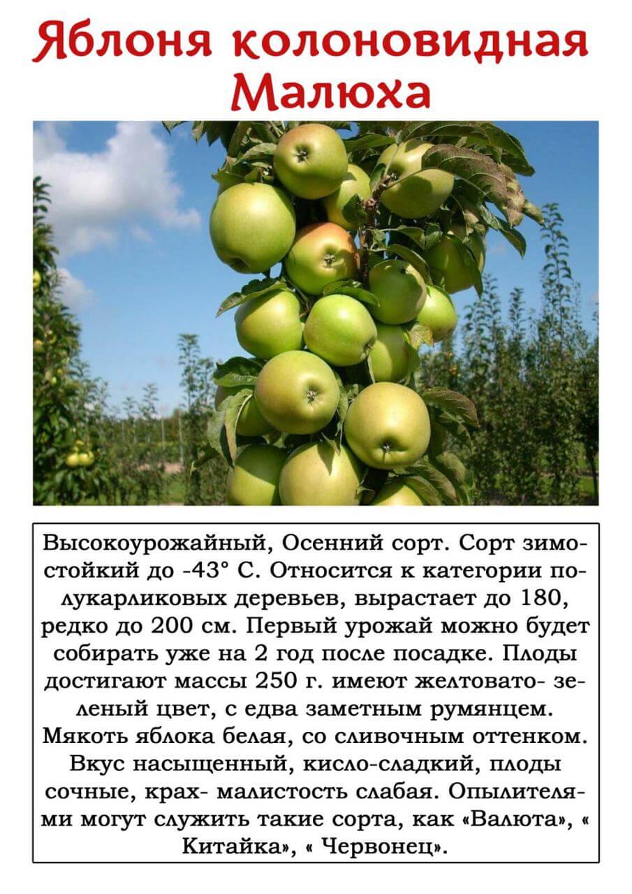Ботаническое описание и особенности выращивания яблони сорта мутсу