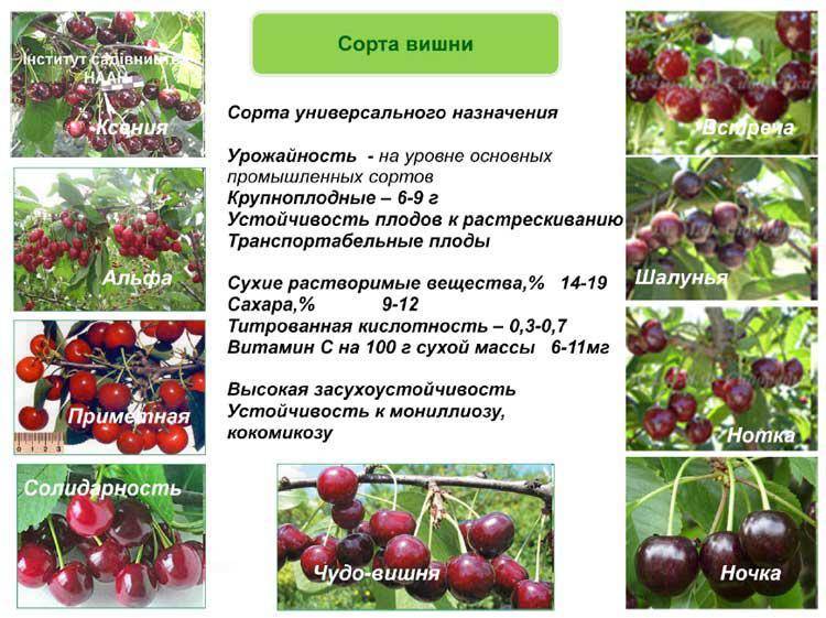 Лучшие сорта вишни для средней полосы россии, самоплодные, ранние и низкорослые