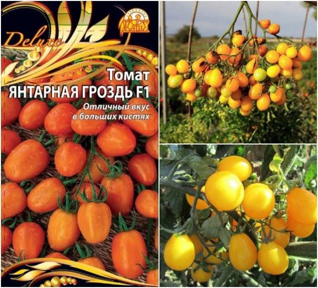 Описание томата Янтарная гроздь, выращивание и правила посадки