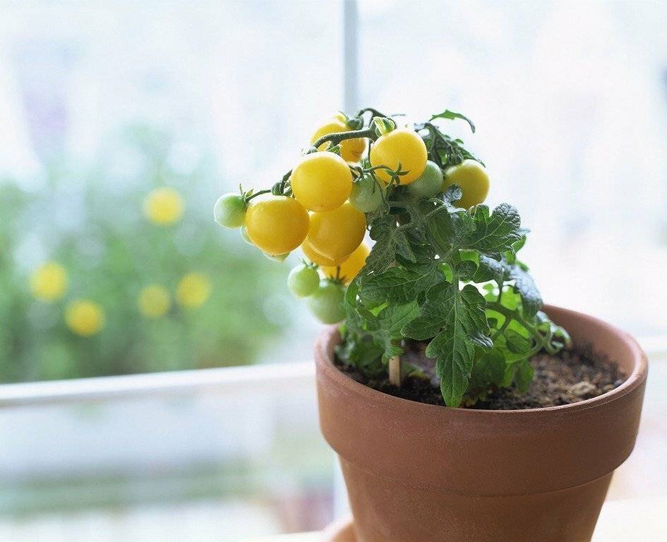 Как вырастить помидоры черри в домашних условиях на балконе из семян