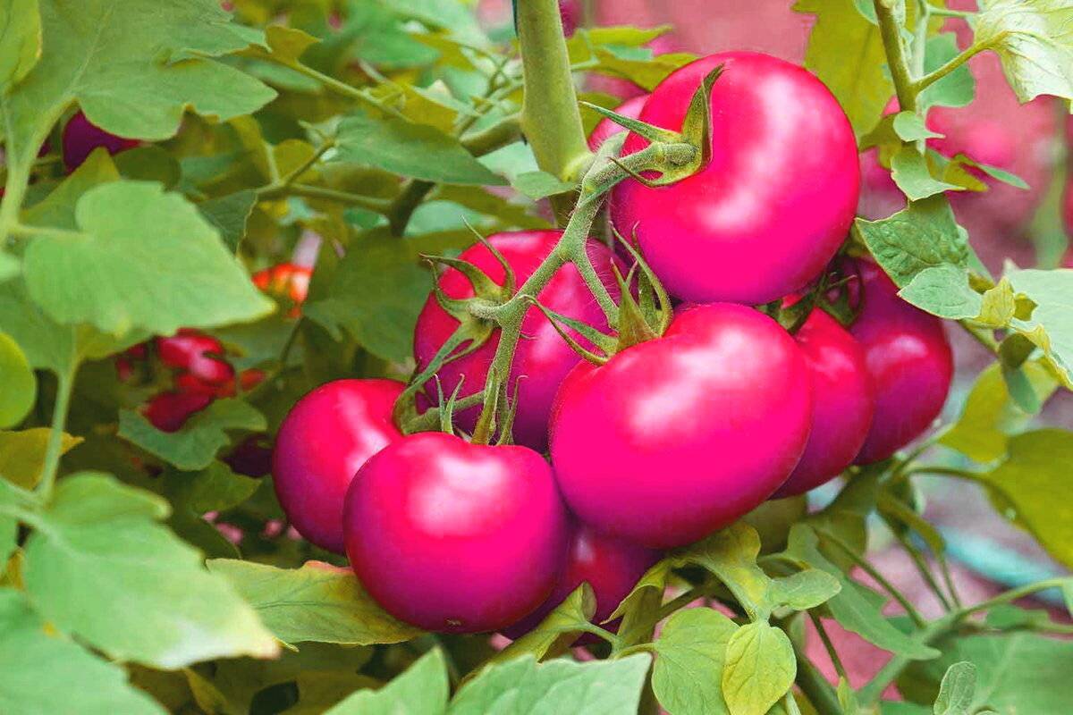 15 высокорослых томатов для теплиц - высокоурожайные лучшие сорта для открытого грунта, урожайность с куста