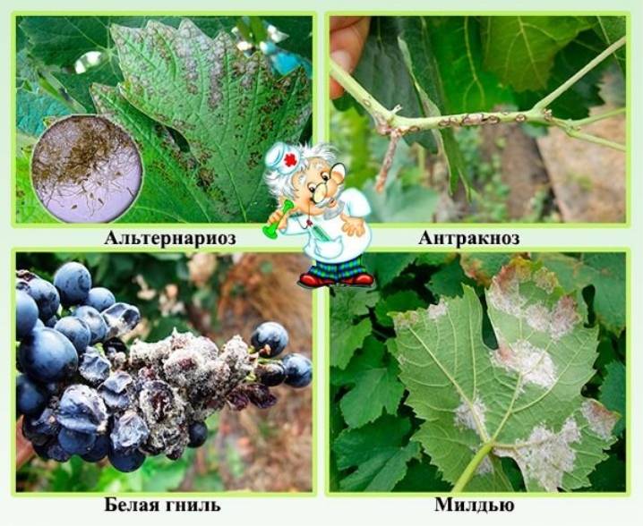 Антракноз на винограде: причины, симптомы, лечение болезни, чем обрабатывать
