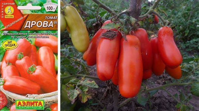 Сорт томата «аурия» от новосибирских селекционеров, прославившийся высокой урожайностью и великолепным вкусом плодов