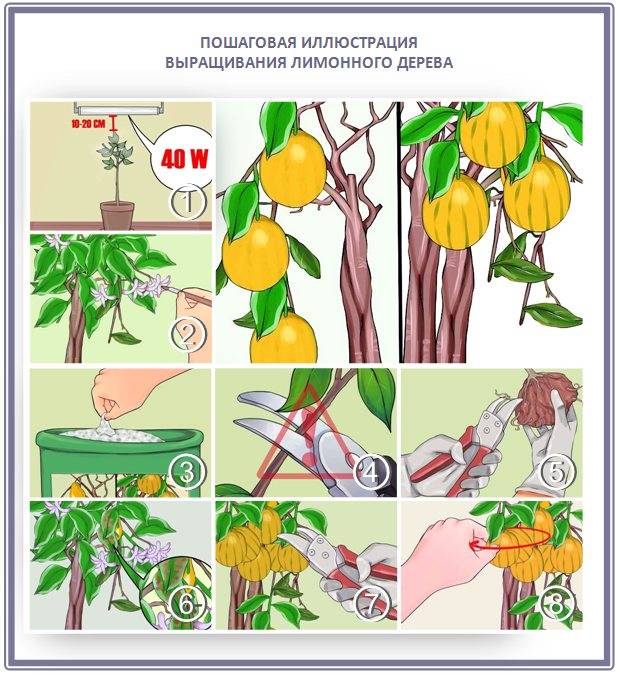 Как вырастить лимон из косточки в домашних условиях: пошаговая инструкция