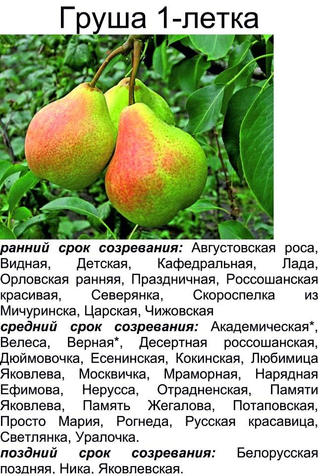 Груша лада: описание и полная характеристика сорта, отзывы садоводов + особенности посадки и ухода за фруктовым деревом
