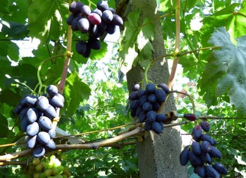 Описание и правила выращивания винограда сорта ромбик