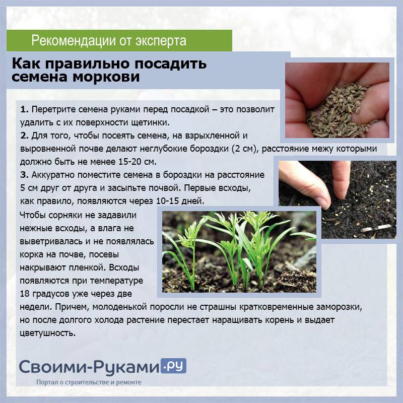 Посадка огурцов семенами в открытый грунт: инструкция + 10 сортов