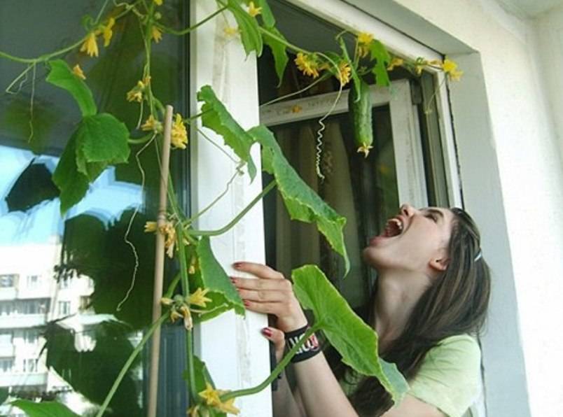 Огурцы на балконе: как получить отличный урожай у себя дома