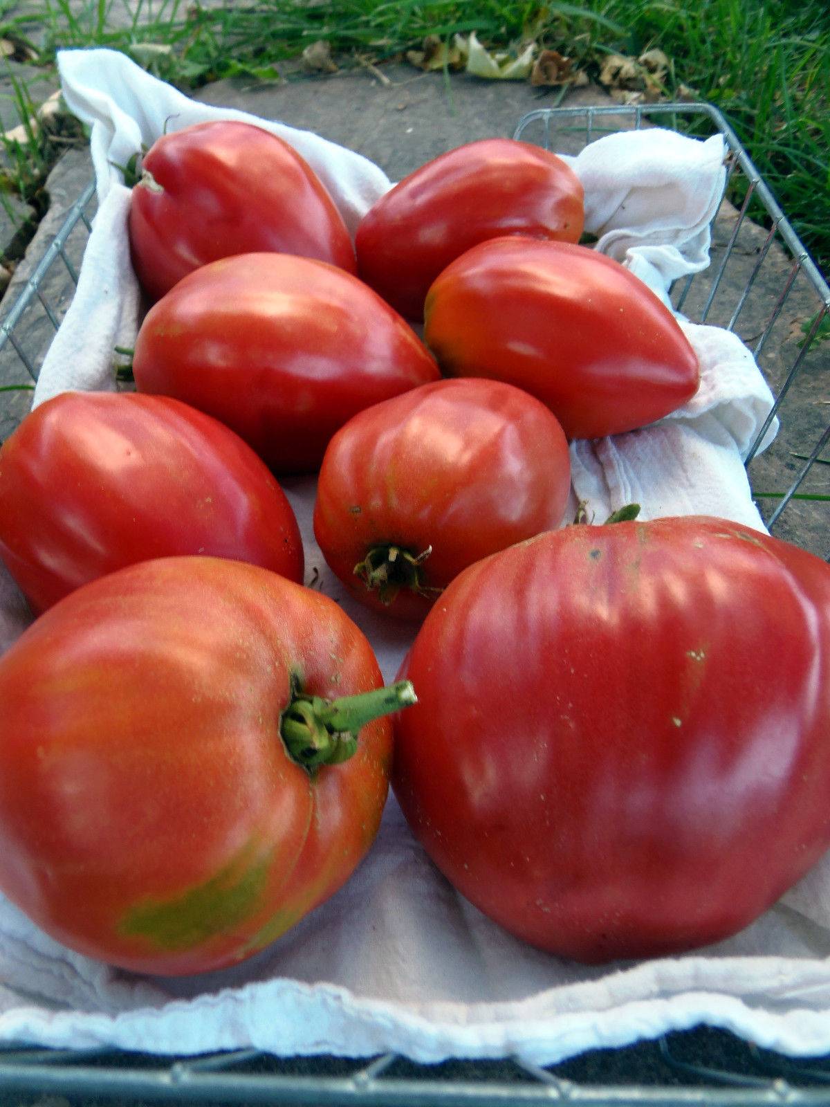 Выбор начинающего фермера — томат клубничный десерт: описание сорта и характеристики