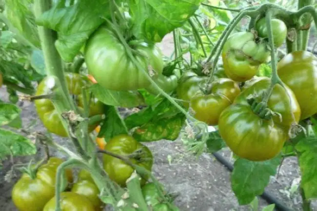 Лучшие сорта зеленоплодных томатов 2021, по мнению наших читателей