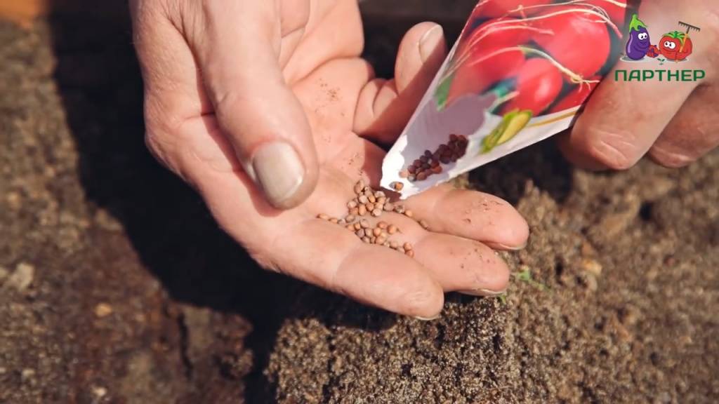 Выращиваем кинзу правильно: шпаргалка от агронома