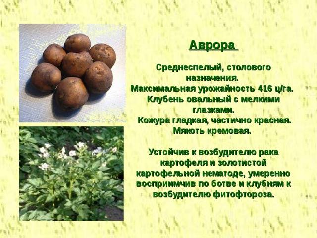 Описание и характеристики сорта картофеля Аврора, правила посадки и ухода