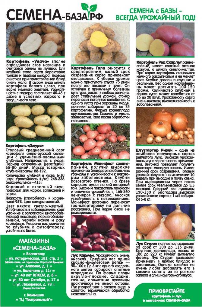 Картофель манифест: описание сорта, качества, урожайность