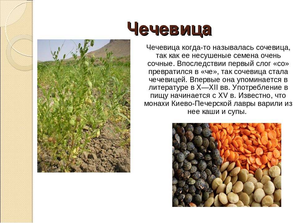Как растет чечевица: описание сортов, технология выращивания, урожайность, срок хранения, фото