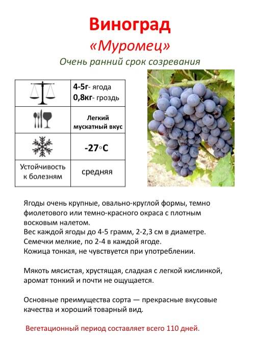 Теплолюбивый высокоурожайный сорт винограда гарнача (гренаш)