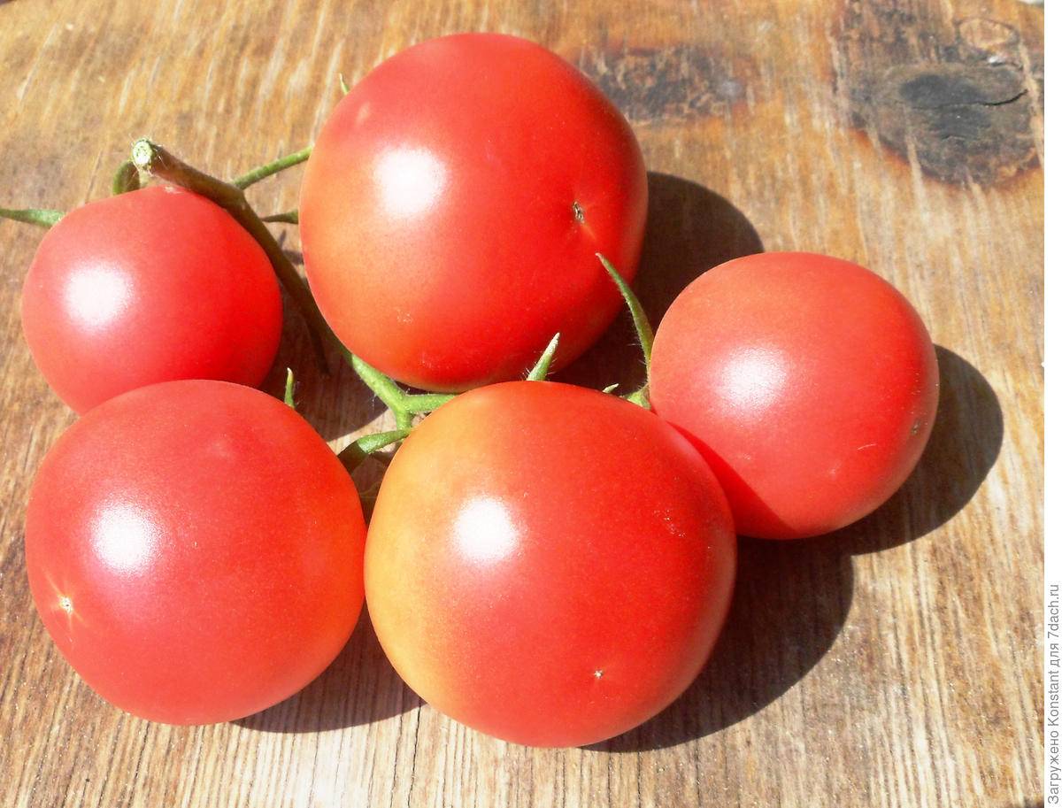 Лучшие сорта гибридных помидоров