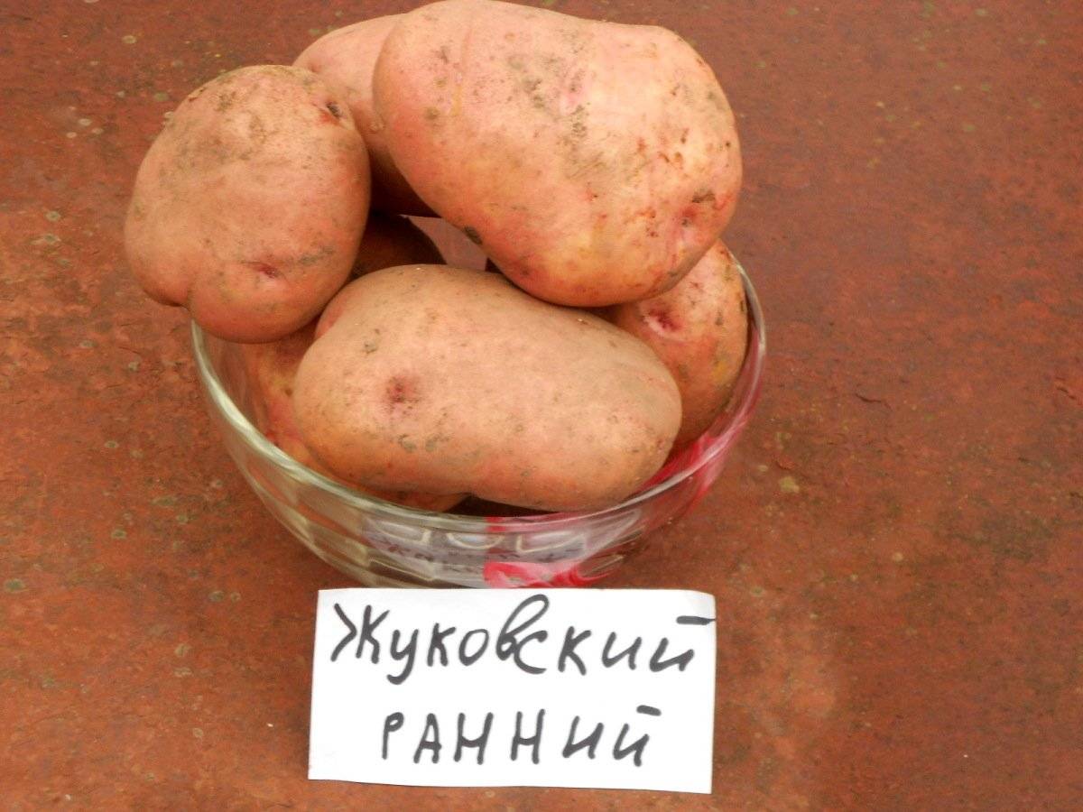 Сорт картофеля жуковский ранний: описание, посадка, уход и сбор урожая