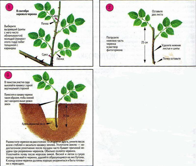 Как размножить абрикос ?: зелеными черенками, посадка | qlumba.com
