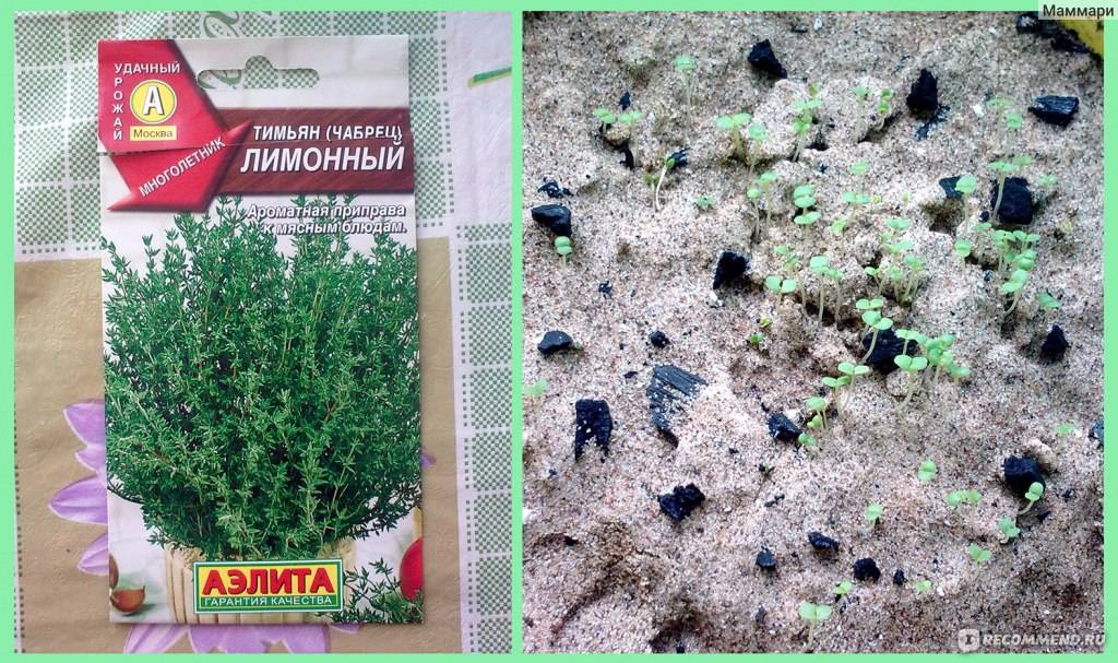 Тимьян (чабрец): выращивание из семян в открытом грунте, уход в домашних условиях, фото