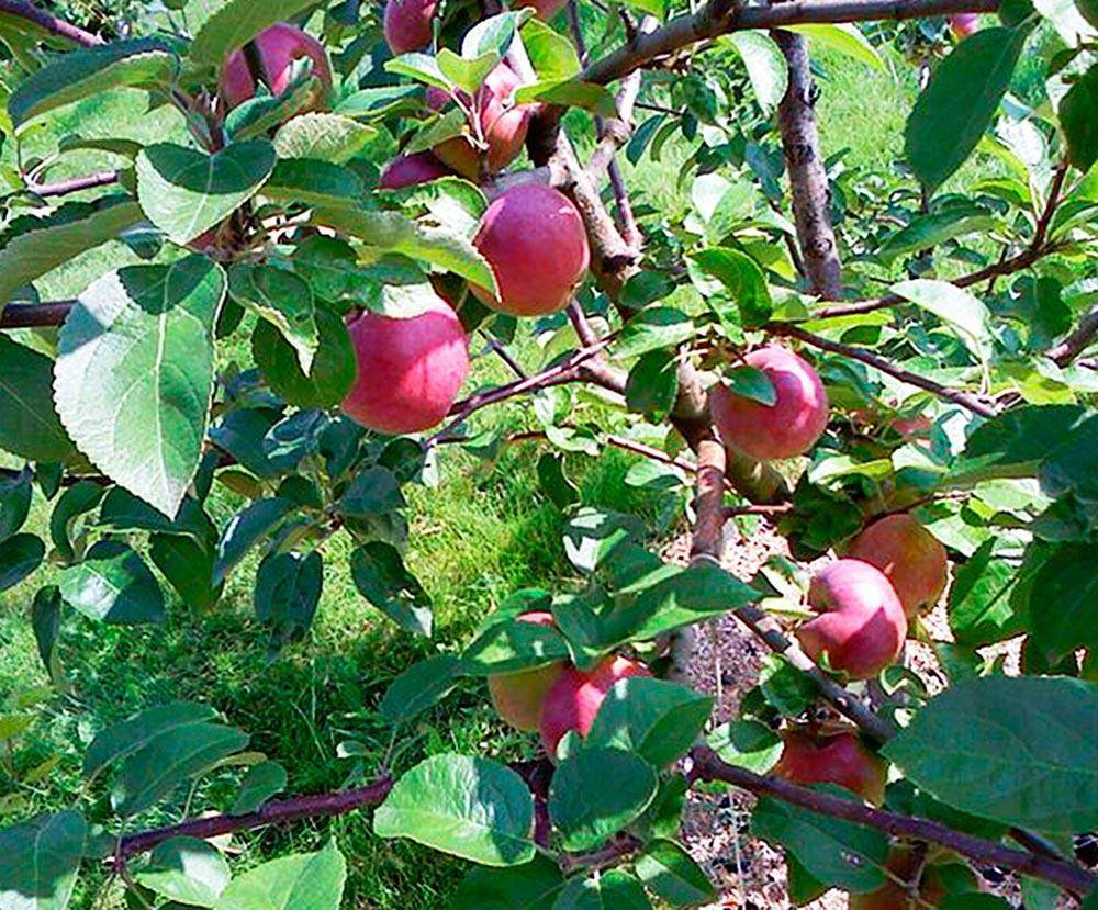 Устойчивая к парше яблоня болотовское: описание, фото