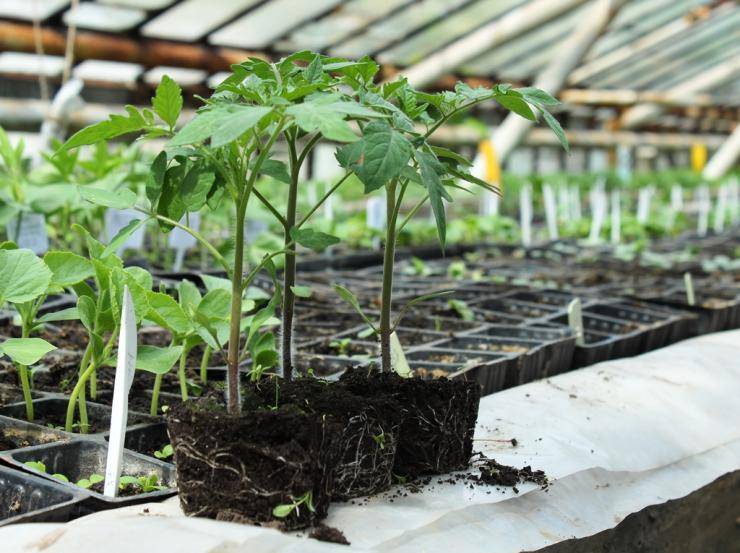 Китайский способ выращивания рассады томатов: в чем его секрет?