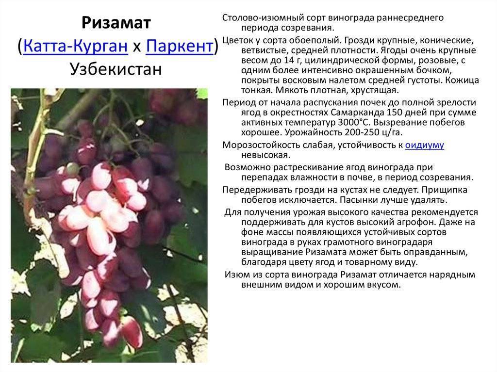 Виноград молдова: описание сорта, фото, отзывы | qlumba.com