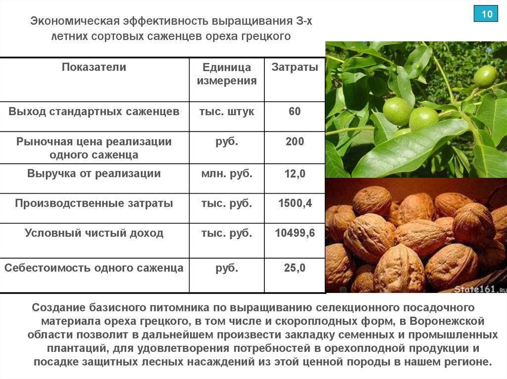 Как посадить и вырастить грецкий орех? уход в условиях открытого грунта