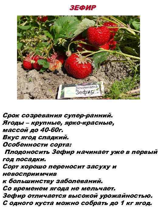 Клубника купчиха - описание сорта, фото, отзывы садоводов
