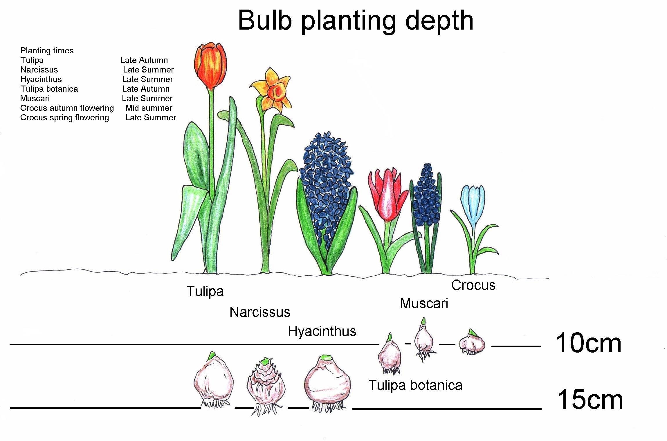 Когда и как сажать тюльпаны осенью в открытый грунт?