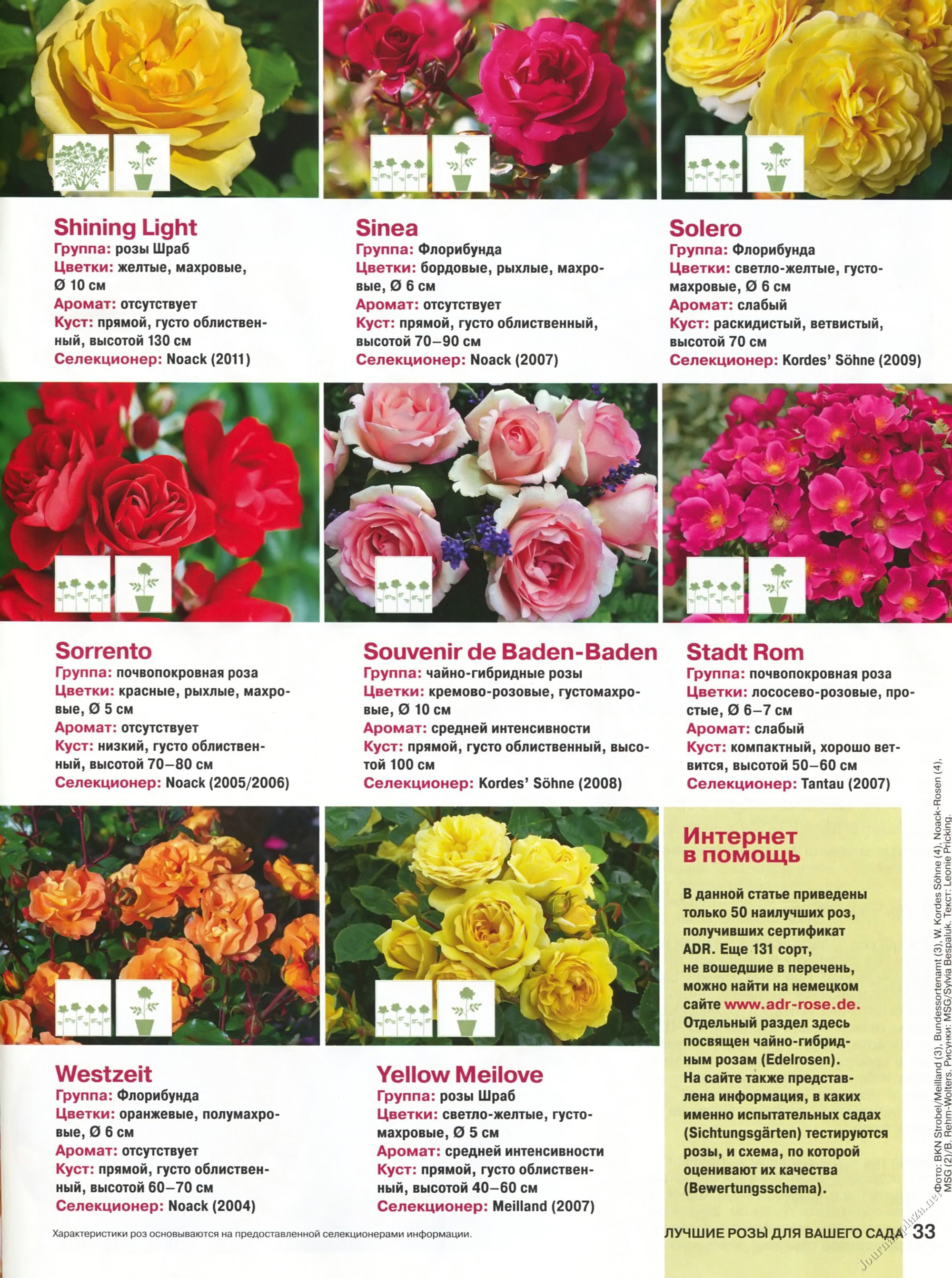 Роза флорибунда описание сорта