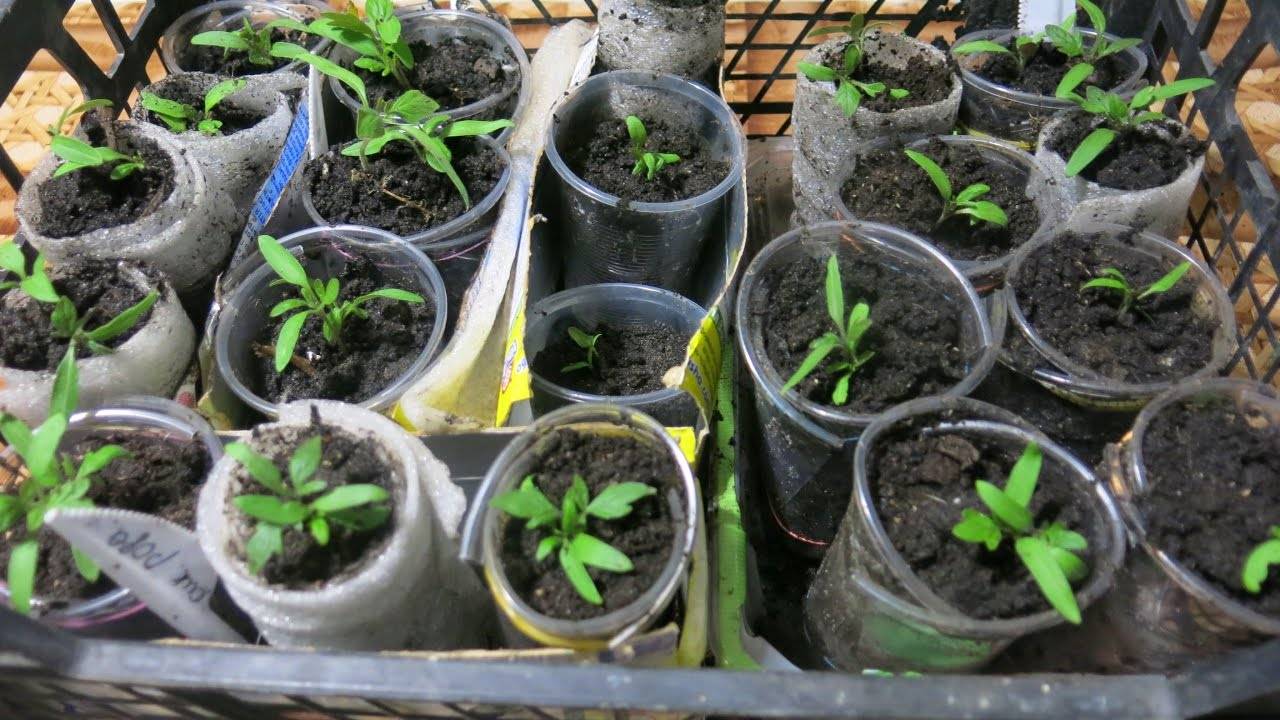 Выращивание рассады томатов в "пеленках", формирование куста — floraprice.ru