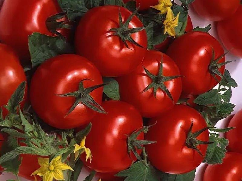 Виды и преимущества низкорослых томатов. лучшие сорта на 2022 год.