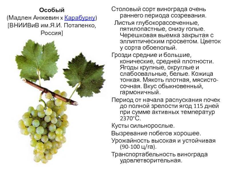 Описание и характеристики сорта винограда «саперави»