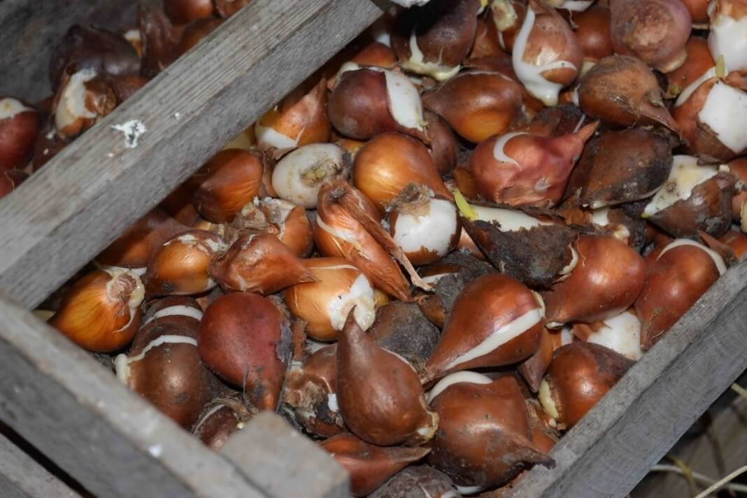 Как хранить луковицы тюльпанов: правила и как подготовить, трудности