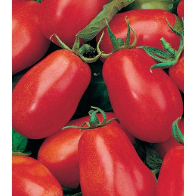 Томат красный клык: описание и характеристика сорта, отзывы садоводов с фото