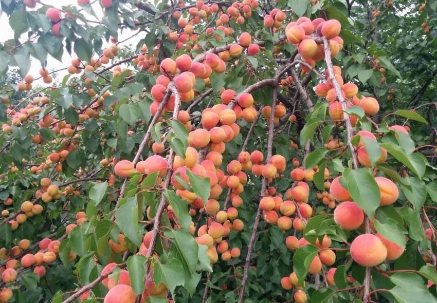 Почему не плодоносит абрикос ?: что делать если цветет, через сколько лет начинает, на какой год после посадки, как заставить, почему не зацветает, причины | qlumba.com