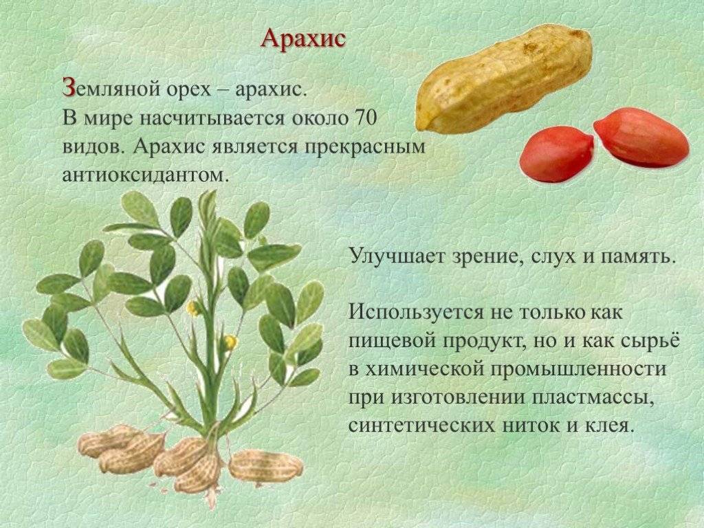 Арахис, или земляной орех
