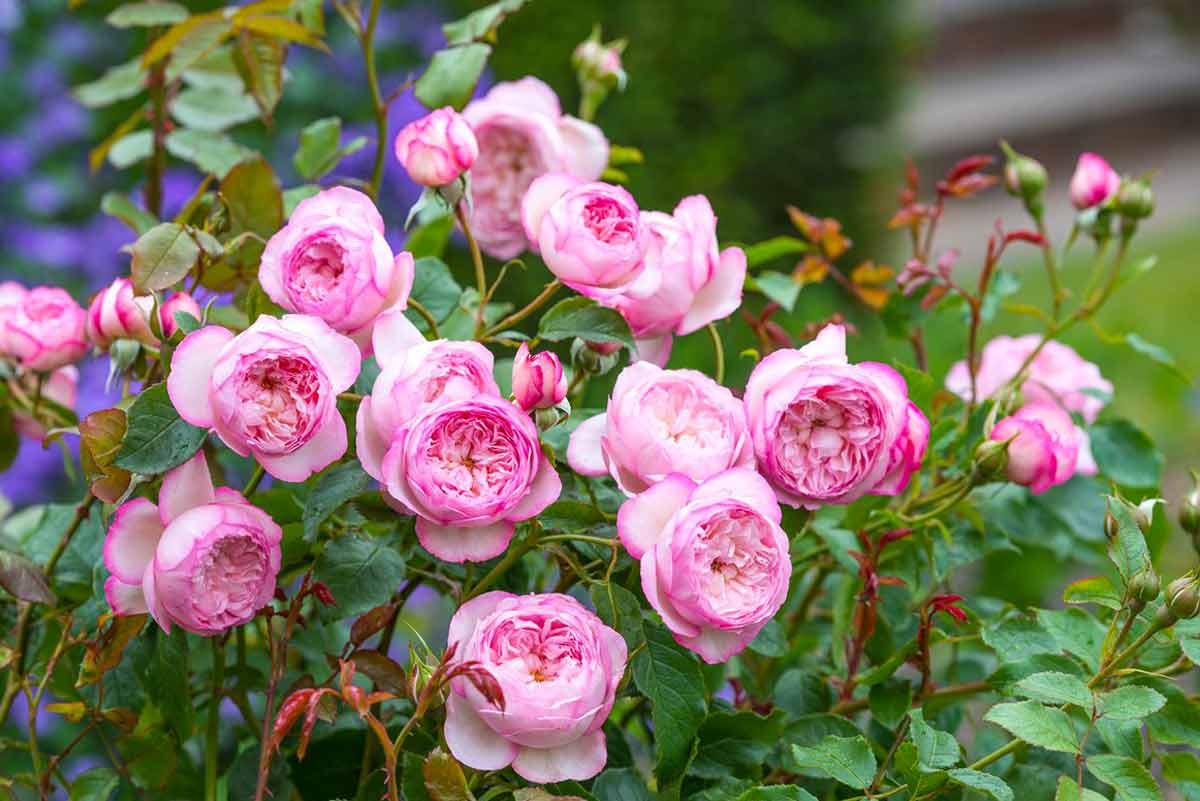 Английские розы: описание лучших сортов, выращивание и уход, размножение и фото