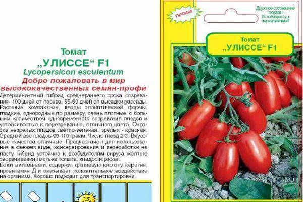 Характеристика и описание гибрида томата мазарини f1, выращивание и уход
