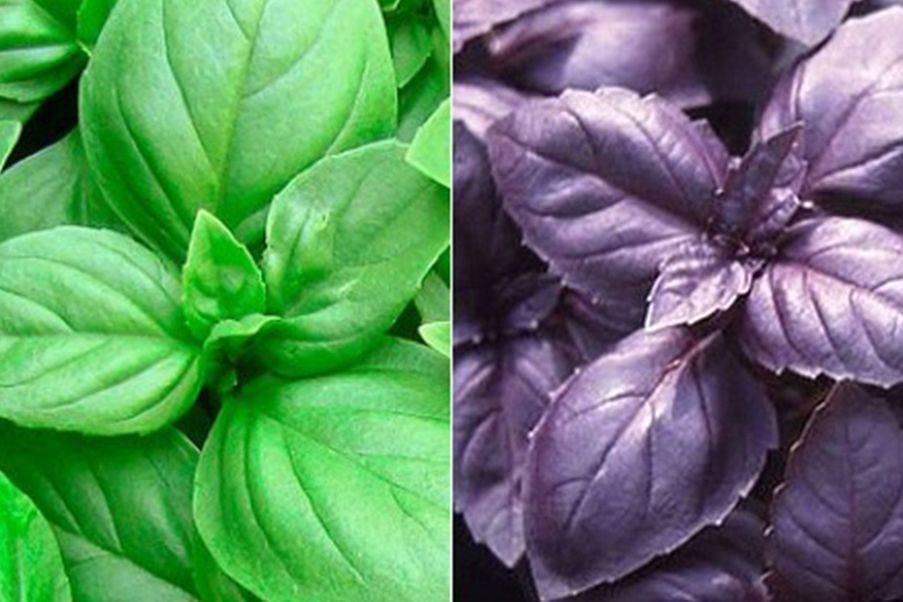 Сорта базилика: 20 лучших видов, разница зеленого и фиолетового, выращивание, отзывы с фото