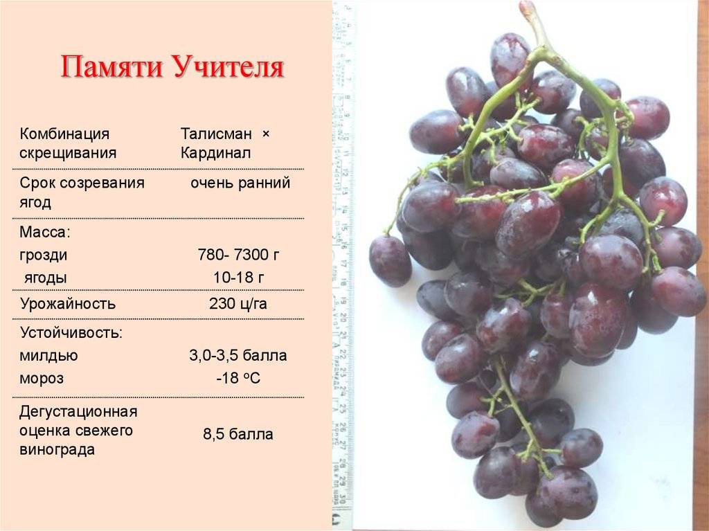 Виноград "памяти учителя": описание сорта и фото selo.guru — интернет портал о сельском хозяйстве