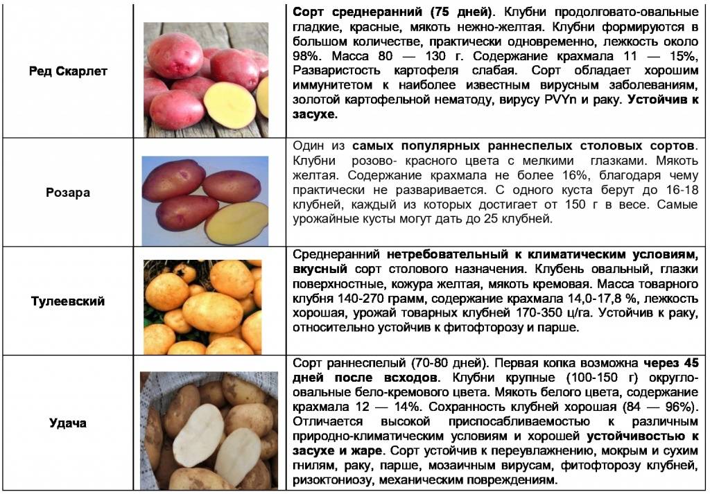 Характеристика картофеля сорта наташа