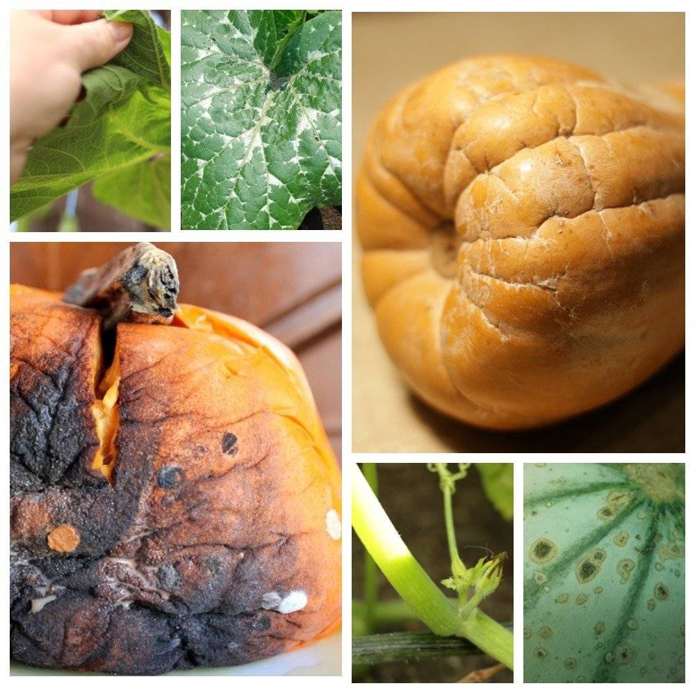 Болезни и вредители тыквы в открытом грунте, борьба с ними и лечение с фото