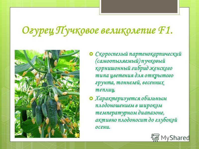Партенокарпические сорта огурцов для теплицы длительного плодоношения: описание + фото и отзывы