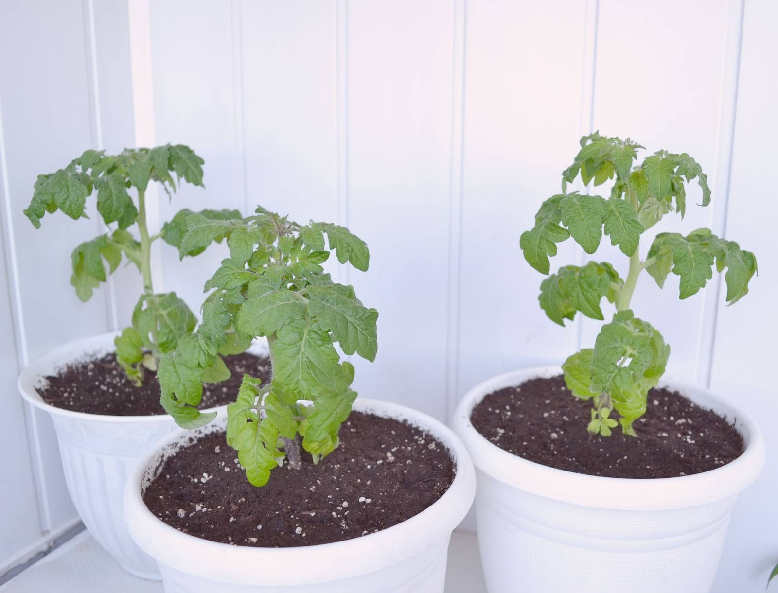 Помидоры на подоконнике – выращивание в квартире, пошагово, круглый год, уход, комнатные сорта