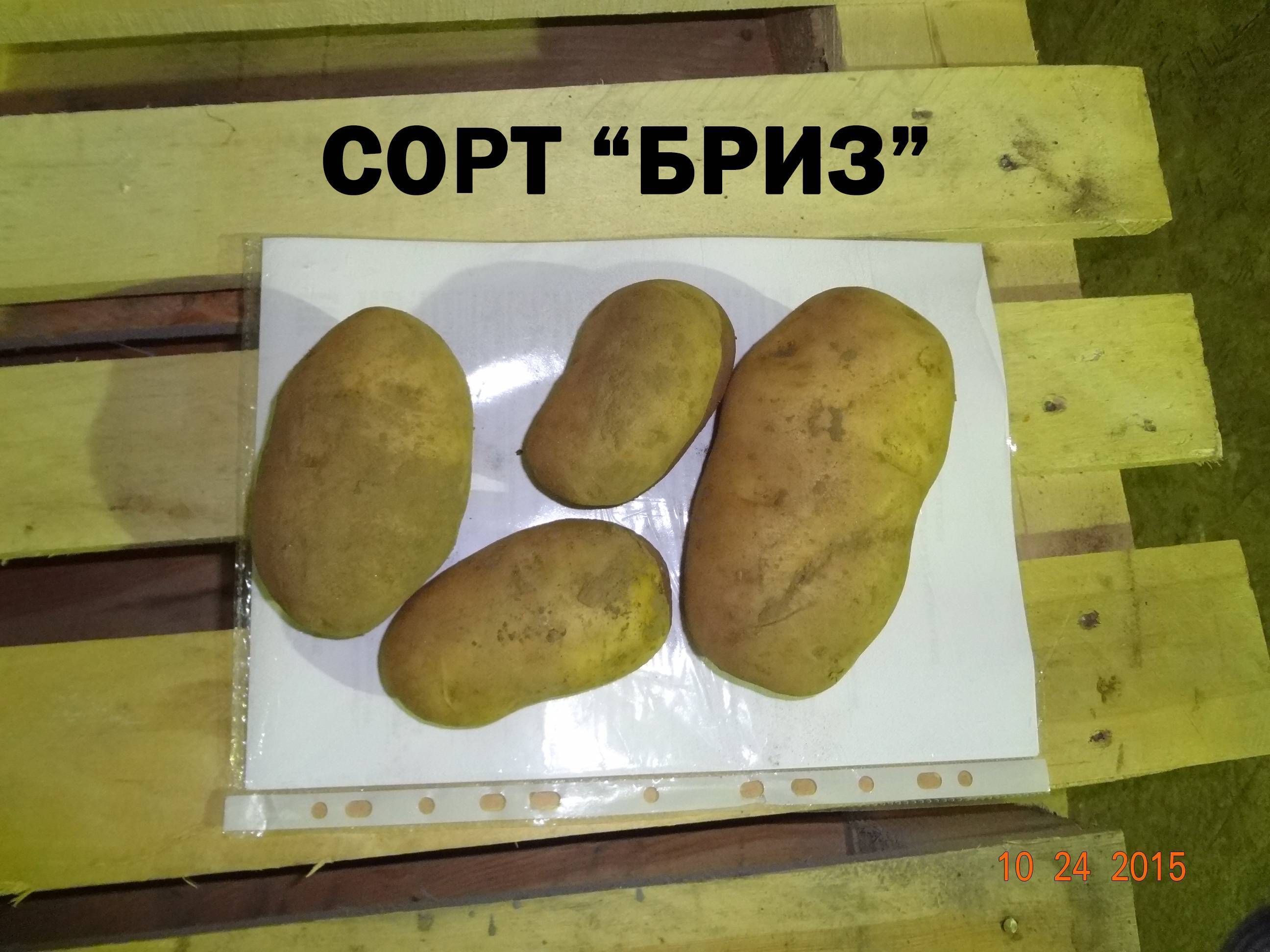 Картофель бриз: характеристика и описание сорта, фото картошки, отзывы о её преимуществах и недостатках | сортовед