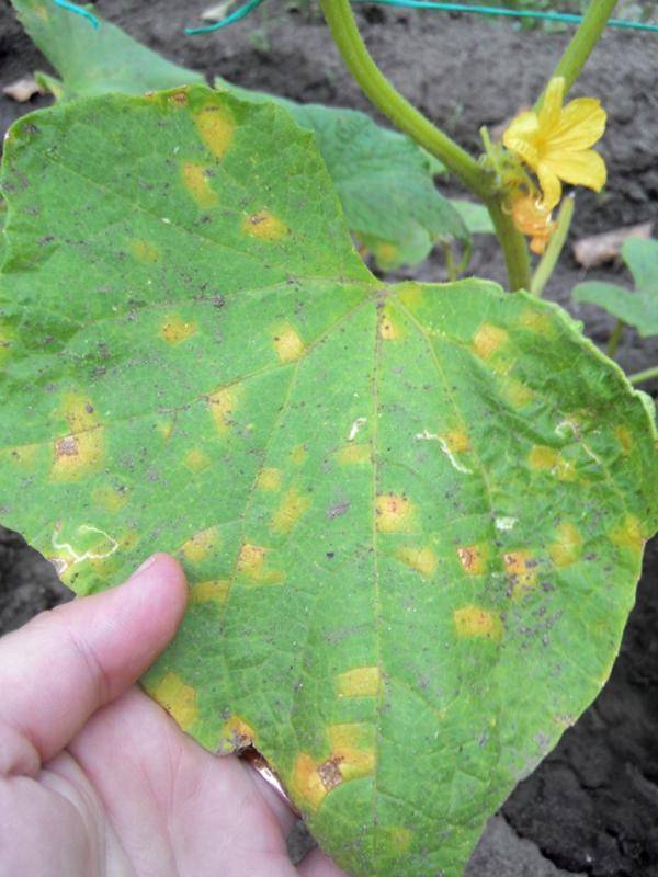 Желтые пятна на листьях огурцов: почему, что делать, чем лечить и как избавиться (фото)