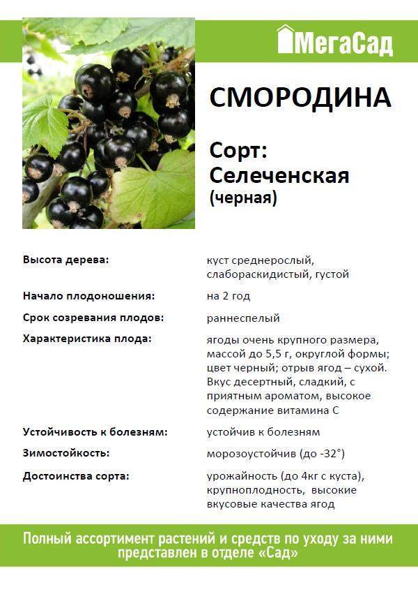 Смородина гулливер: описание сорта черной смородины, выращивание - посадка и уход